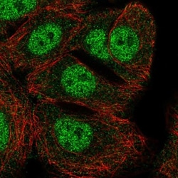 GFOD2 Antibody, Novus Biologicals 25 &mu;L; Unlabeled:Antibodies, Polyclonal